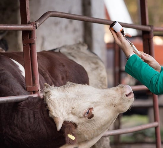 One Health antimicrobial use and AMR report published