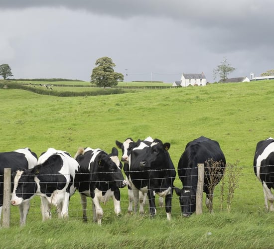 Auctioneers call for slashing of 'crippling' rate of stamp duty on land