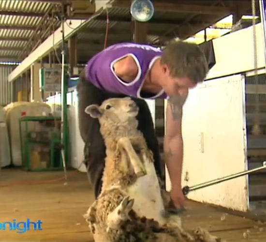Watch the inspirational story of one-armed sheep shearer