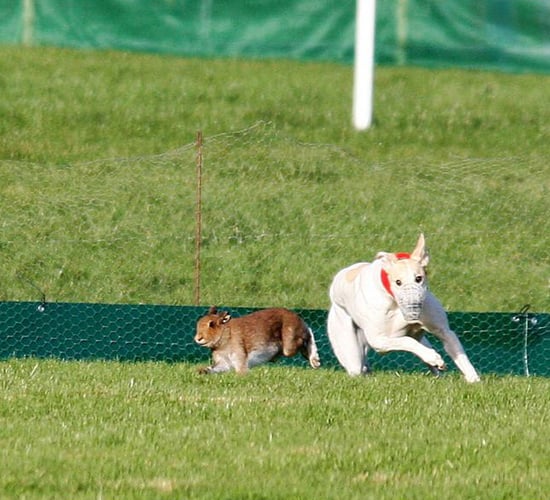 Call for ban on 'cruel and barbaric' hare coursing - IWT