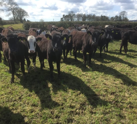 Pay for ICBF top 10 staff averaged €93,000 last year