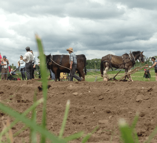 Video and picture highlights from Teagasc 1916 exhibition in Athenry