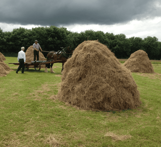 Traditional haymaking takes centre stage at Trim Haymaking Festival