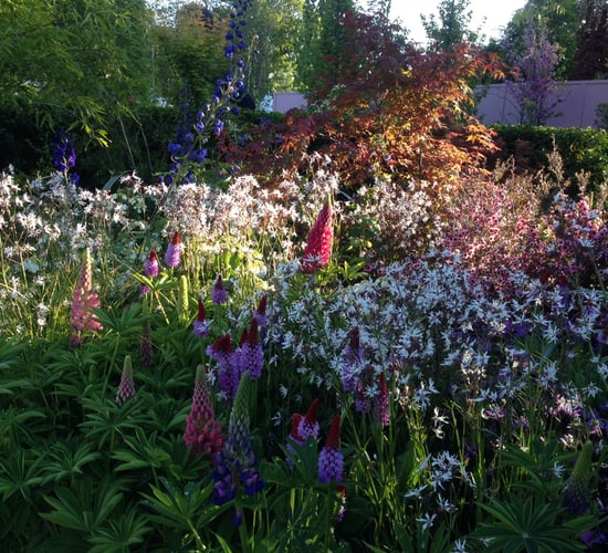 Bord Bia announces cancellation of outdoor Bloom festival in Phoenix Park