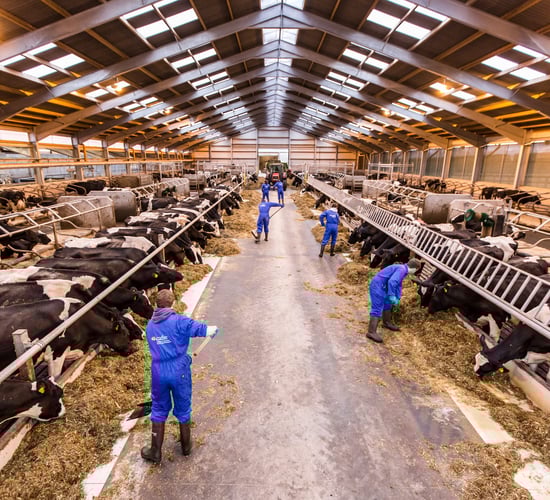 The changing face of US dairy industry - Cow numbers to reach 9.2m by 2024