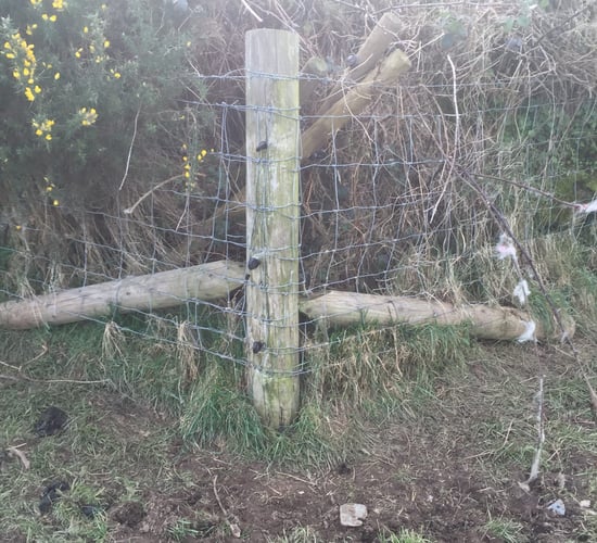 Applying for sheep fencing grant aid? - Here's the specs you need to keep in mind