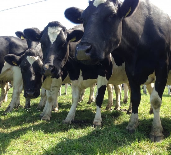 Pics & Video: National Dairy Council Milk Quality Award winning dairy farm