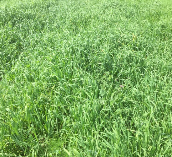 High levels of mildew reported in some winter cereals