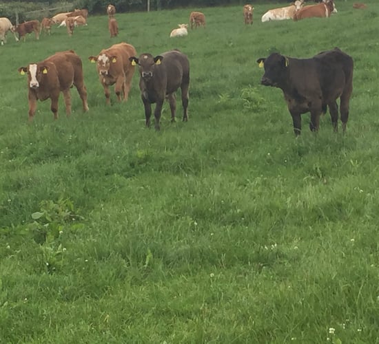 Suckler herds lagging behind dairy in terms of herd fertility - Teagasc