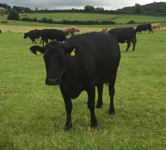 Can the gross margin of a suckler farm triple over a four year time frame?