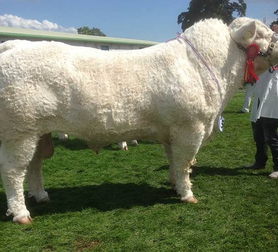 Irish-bred Charolais bull takes top honours at the Royal Highland Show