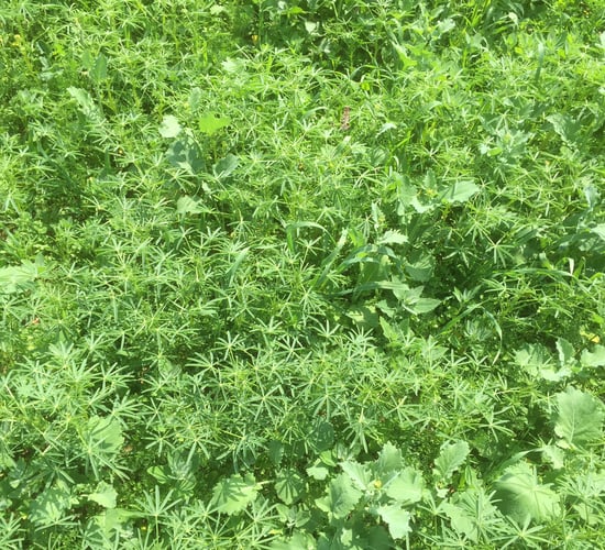 Making the switch to organic tillage - 'It wasn't all about money'