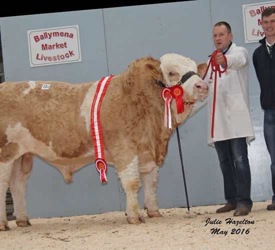 Simmental bulls reach £3,150 at Northern Ireland club sale