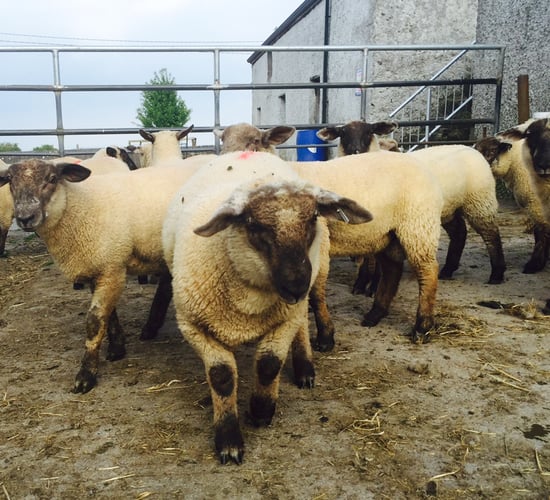 Sheep kill: 165,000 fewer sheep slaughtered in 2024