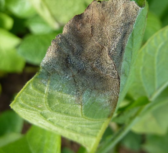 Challenge in EU court this week on blight fungicide withdrawal