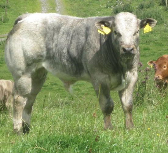 'Suckler-beef cattle proving to be more efficient than Dairy-beef'