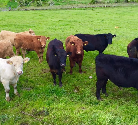 Farmers still unable to opt out of 'voluntary' levies when completing cattle tag order forms