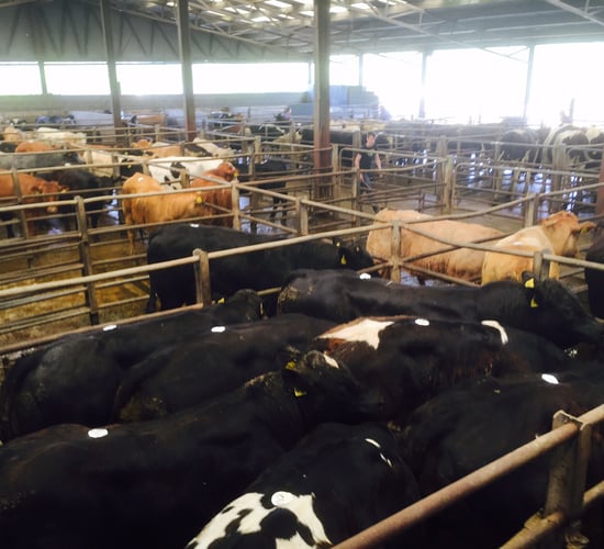 Mart trade: Good-quality weanlings improve by €20-30/head