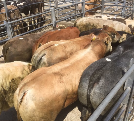 Cattle slaughterings down by 1.3% in October