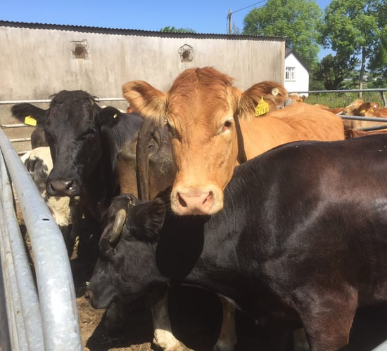 'High risk of liver fluke infection in livestock in Northern Ireland this winter'