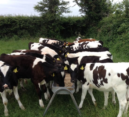 Summer scour: What to look out for in calves