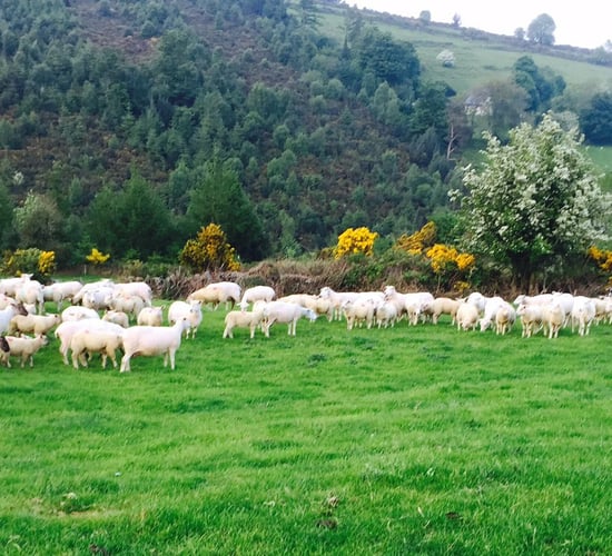 If dairy farmers can manage grass in autumn, why can't sheep farmers?