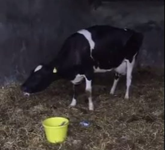 Agriland Vet: Treating Grass Tetany as rain drives grass growth
