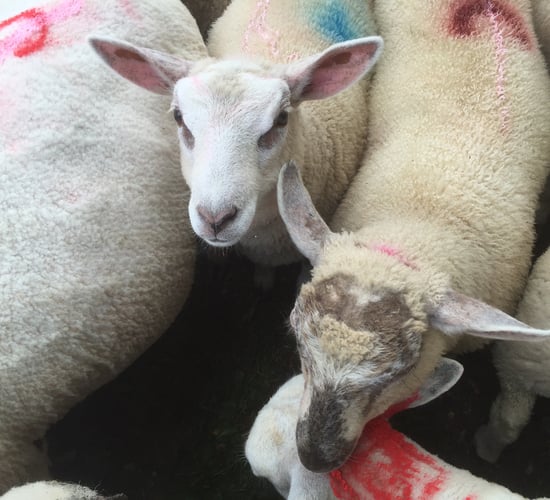 'Sheep factories in a race to the bottom' - Spring lamb quotes fall 20c/kg