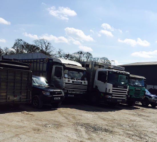 Farmer and haulier fined for transporting an unfit animal