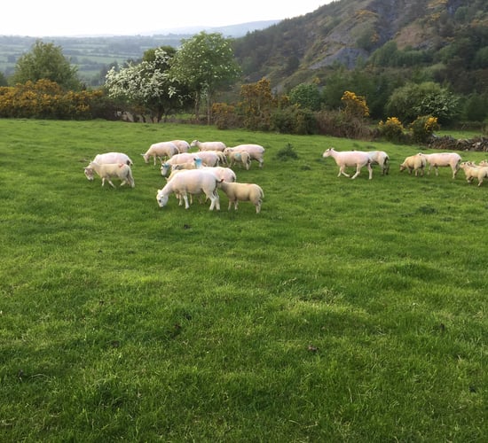 Department extends deadline for return of sheep census forms