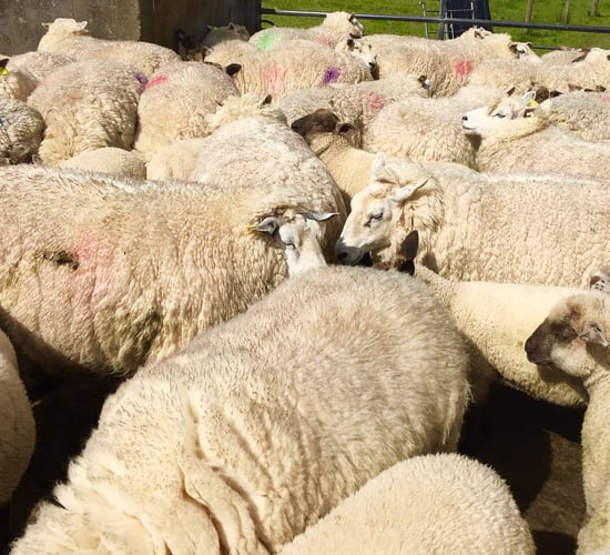 '€25m budget for the Sheep Welfare Scheme must be retained within the sector'