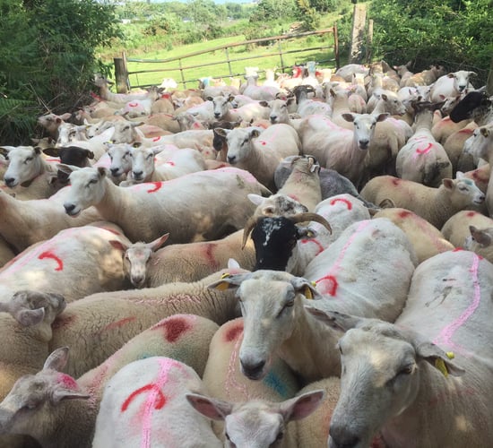 Spring lamb quotes fall further - Factories now offering €5/kg