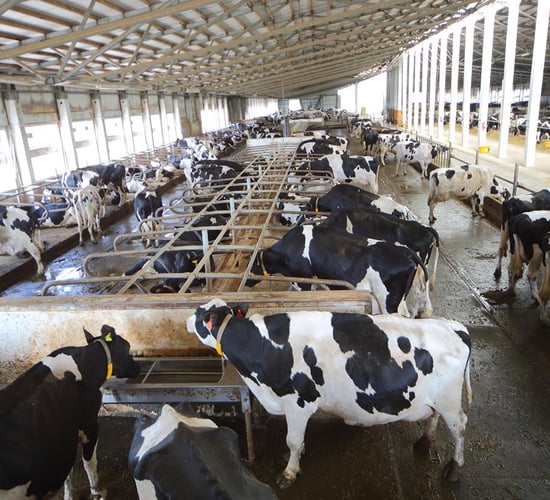 'Cow cubicle mats caused dioxin contamination on Cork dairy farm'