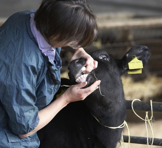 '5-year vaccination programme needed to eradicate Bluetongue'