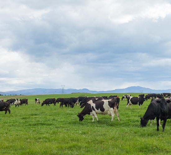 Fonterra Australia cuts milk price for new season due to 'market conditions'