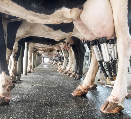 Dairy processing going well for now - but twin peaks threat still looms