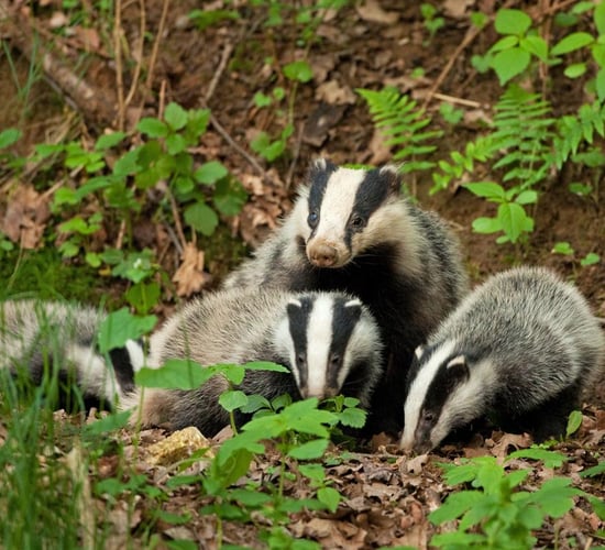 New badger culling licences announced to combat TB in England