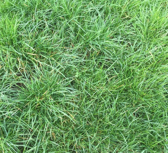 Two new herbicides for grassland farmers