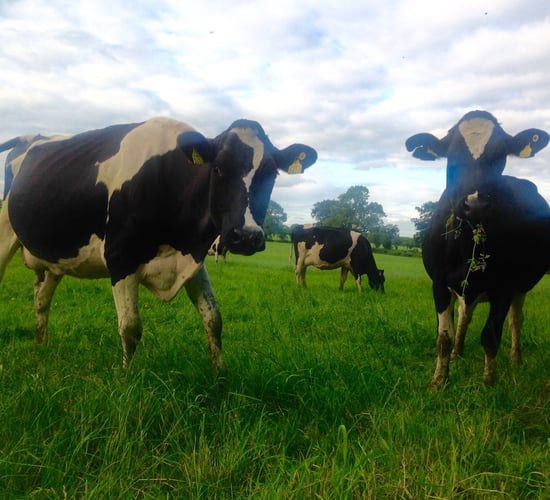 Does grass quality impact on greenhouse gas emissions from cattle?