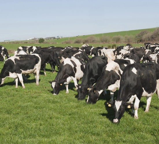'Energy density of diet is key' for feeding this winter and next spring
