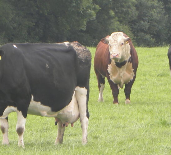 Is the stock bull fully ready for the breeding season?