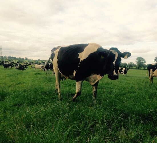 Dutch dairy farmers paid more to produce milk from grazed grass