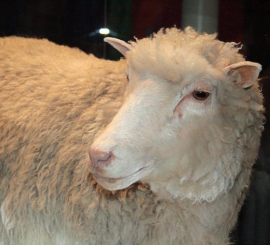 Clones of Dolly the sheep reach their ninth birthdays