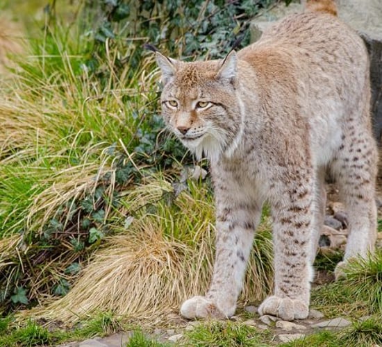 Lynx could soon be re-introduced to parts of the UK to the dismay of farmers
