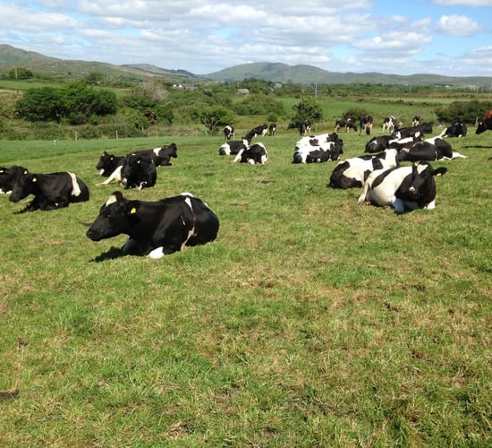 More details due today around EU aid package for farmers