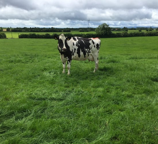 Holy cow - friends' insurance scam hits a wall (as well as a cow)!