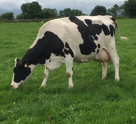 Making Holstein genetics work on a grass-based system in the west