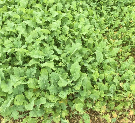 Things to consider before sowing a forage crop on tillage ground