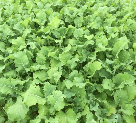 Grain growers call for an extension to GLAS cover crop deadline
