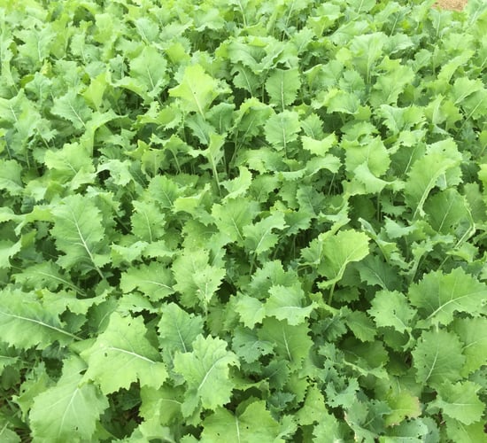 Should more farmers use forage crops as a winter feed?